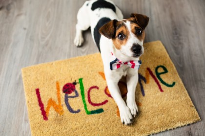 Dogs welcome cabin